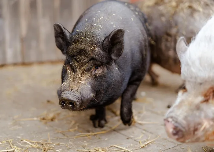 Casa de Férias Tante Schmidt 4