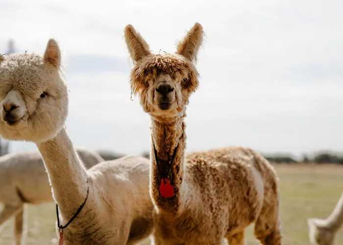 Tante Schmidt 4 Staberdorf